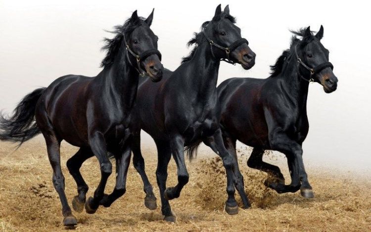 El caballo en la cultura de los árabes