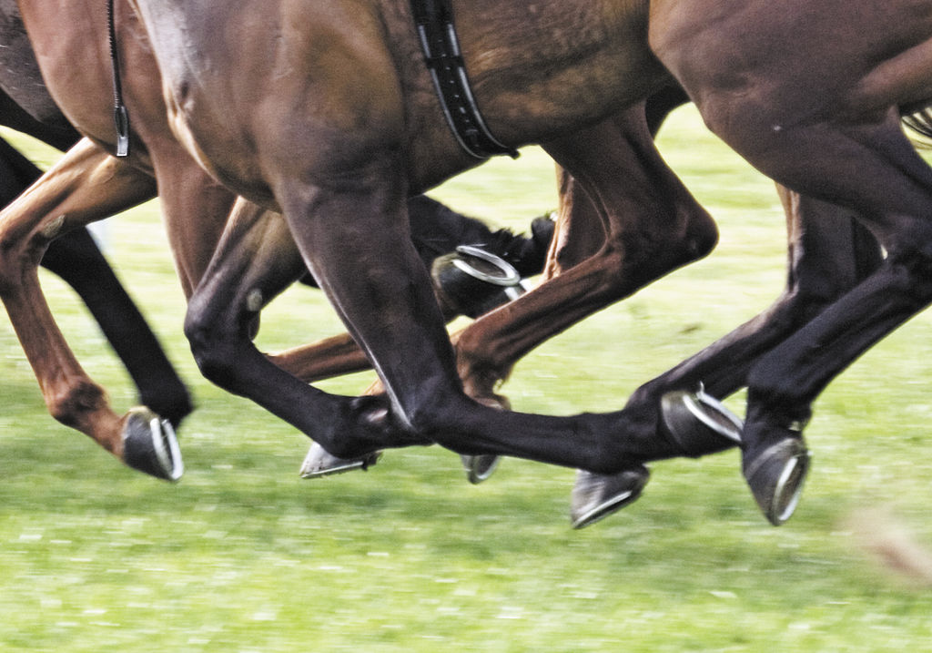 Enfermedades del casco equino