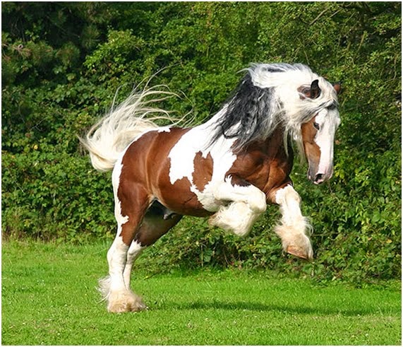 Tipos de pelajes del caballo Parte I