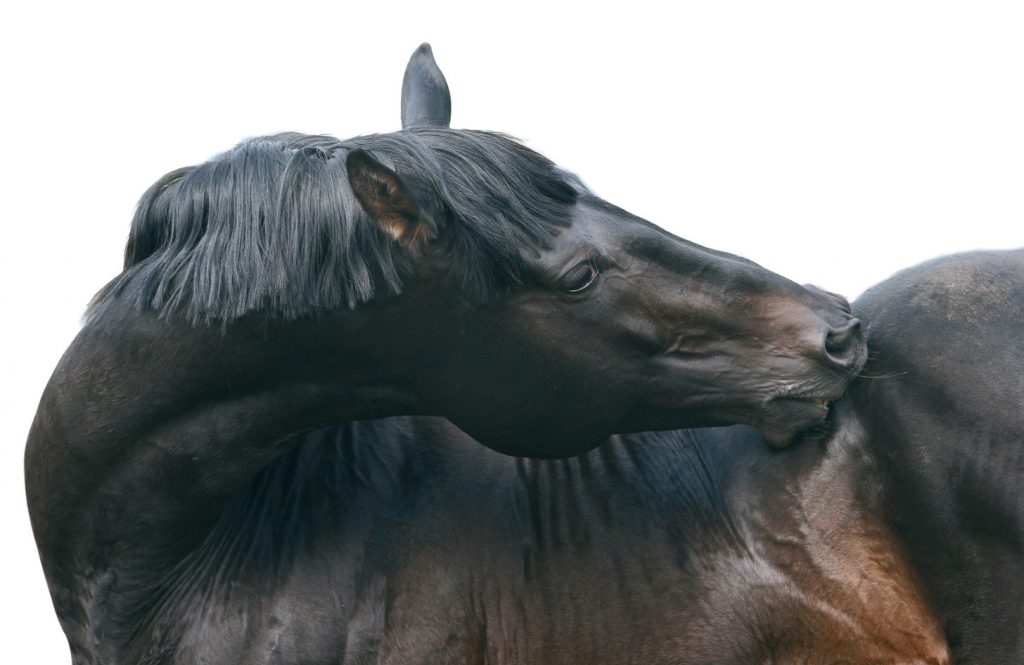 Dolor del Dorso en el Caballo