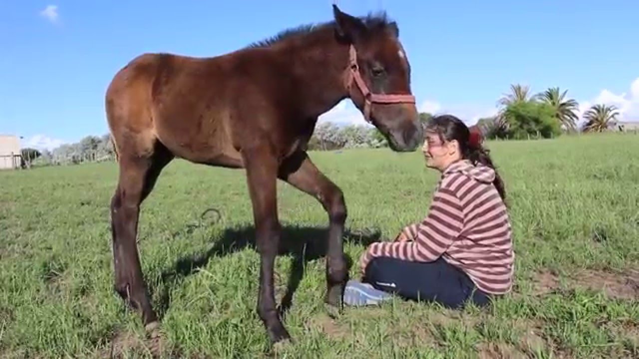 La educación del caballo doméstico