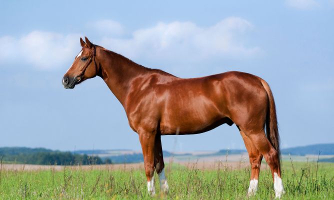 El caballo y los problemas articulares