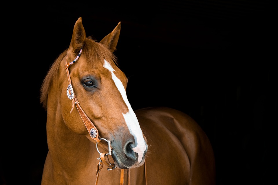 Conociendo al caballo
