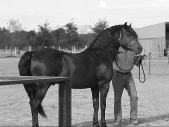 Figura el caballo Morgan que aman en USA