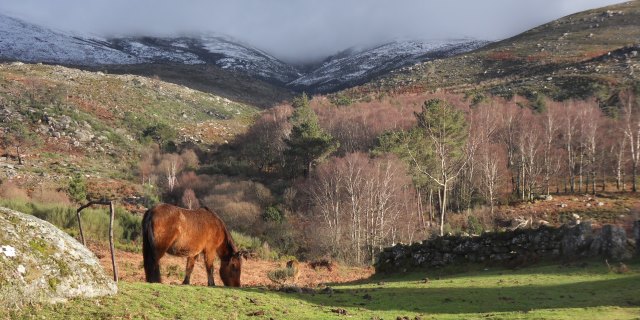 Alimentación del caballo garrano