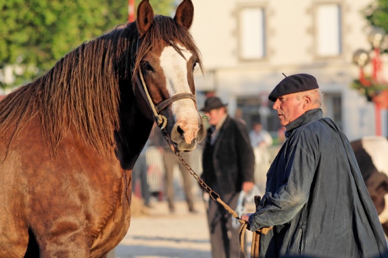 Caballo Bretón