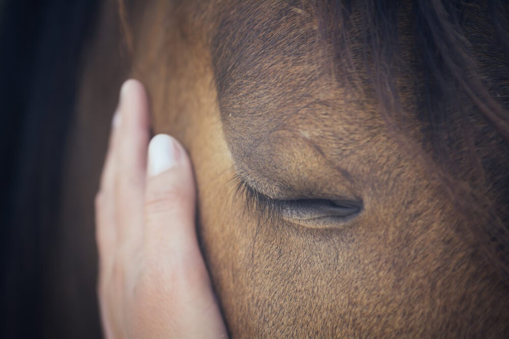 claves para saber si tu caballo te quiere