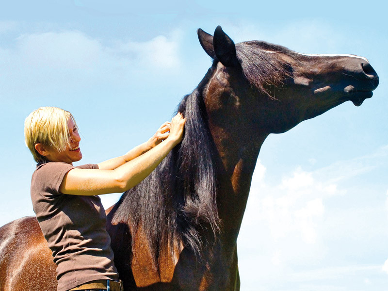 claves para saber si tu caballo te quiere