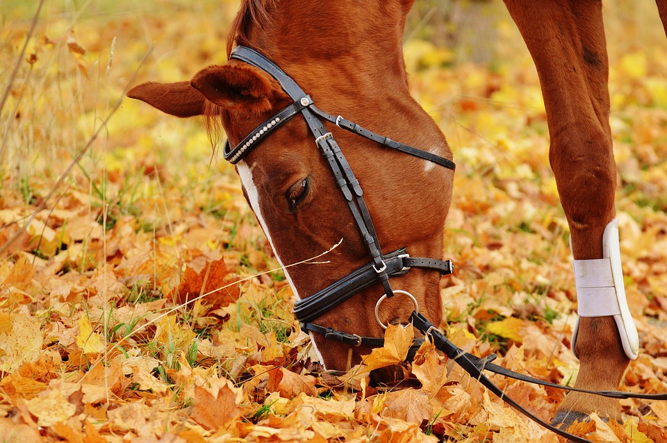 Los oídos del caballo