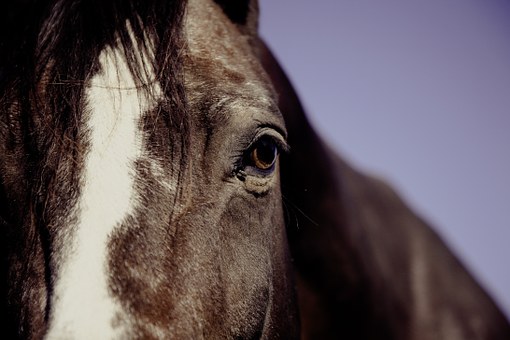 Los ojos del caballo