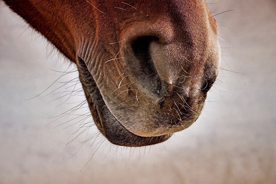 El olfato del caballo