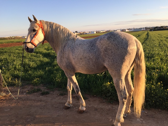 Historia de un Caballo