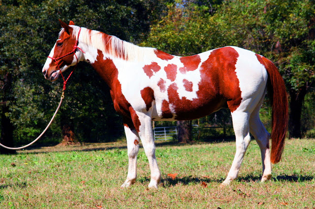 Domesticación del caballo Parte I