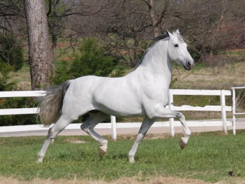 Trote del caballo