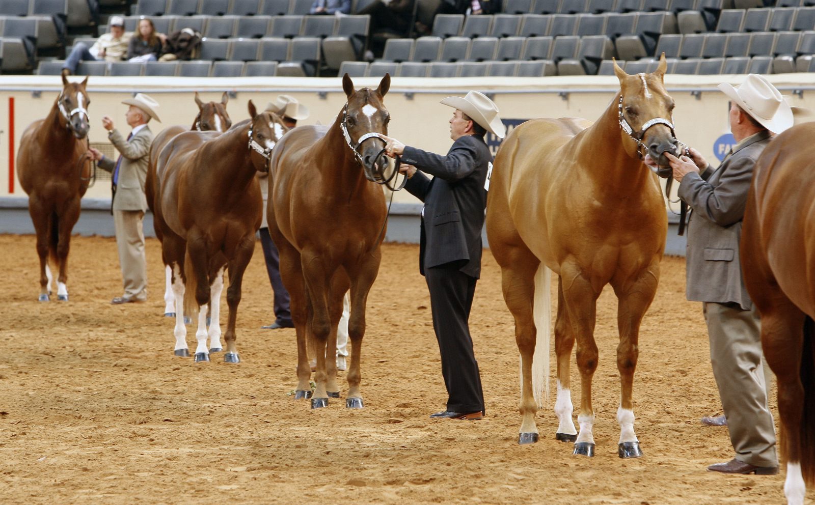 Raza de caballos Quarter Horse