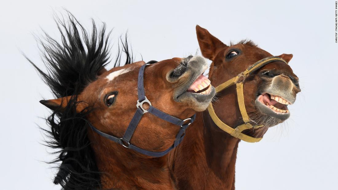 El lenguaje de los caballos Parte I