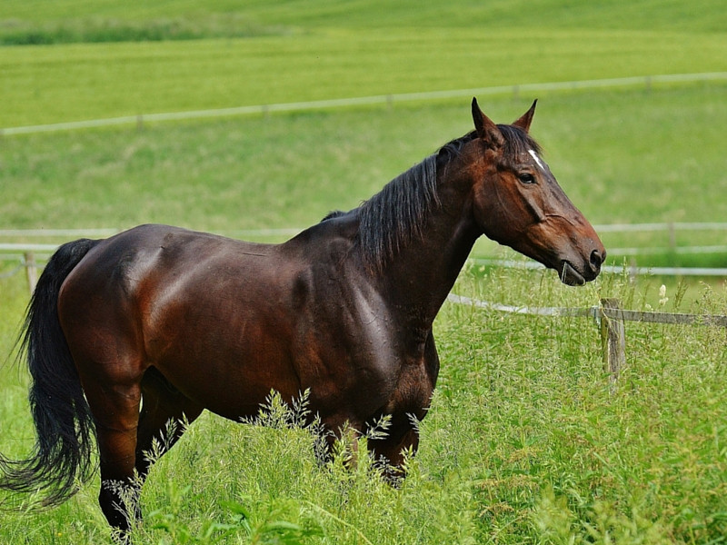 Condición corporal del caballo Parte I