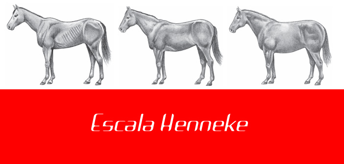 Condición corporal del caballo Parte II