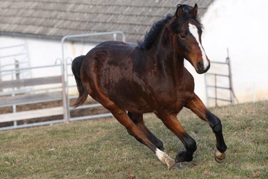 raza de caballo Morgan