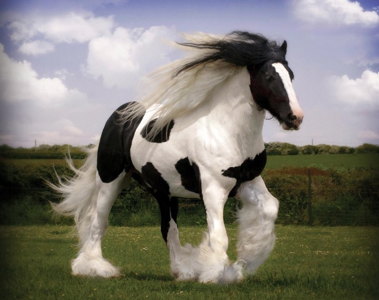 Caballo Shire