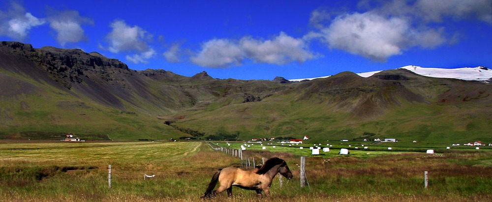 El caballo islandés: Pequeños y asombrosos animales