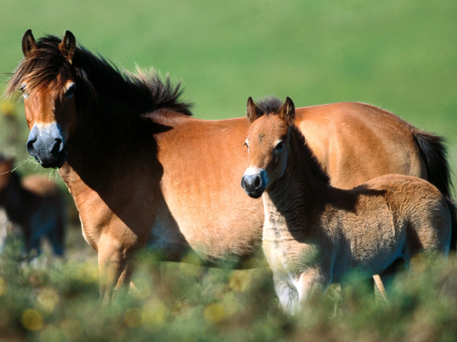 Causa de la infertilidad en la yegua