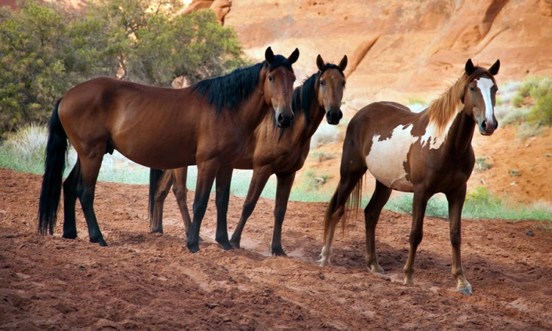Causas del estrés en los caballos