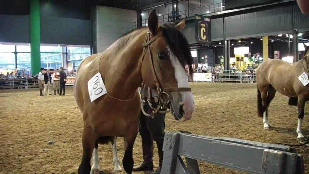 el caballo en Argentina