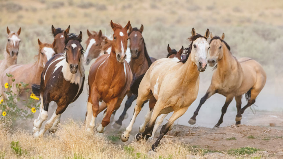 El estrés en los caballos