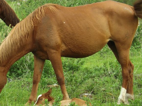 Evita el eczema de verano del caballo