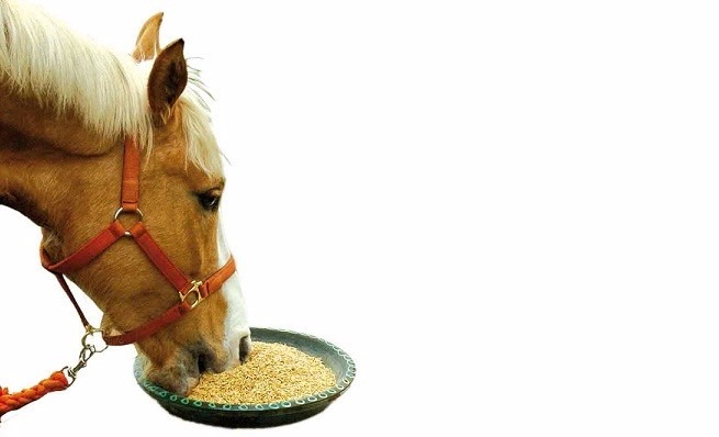 Los mejores alimentos para tu caballo