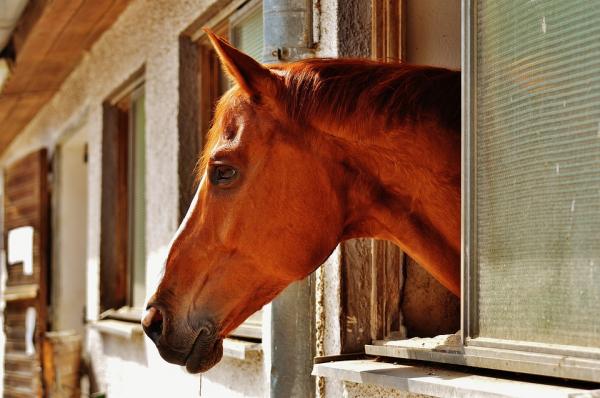 Síntomas del mal de oso en los caballos