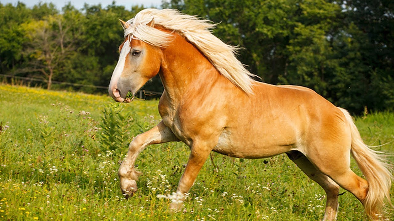 Raza de caballos Haflinger 