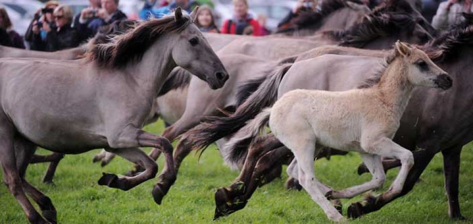 Raza de Caballo salvaje Dülmen