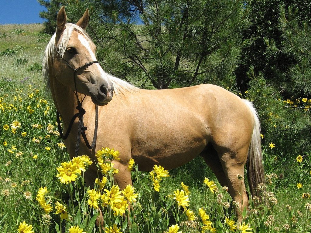 Pelajes del caballo