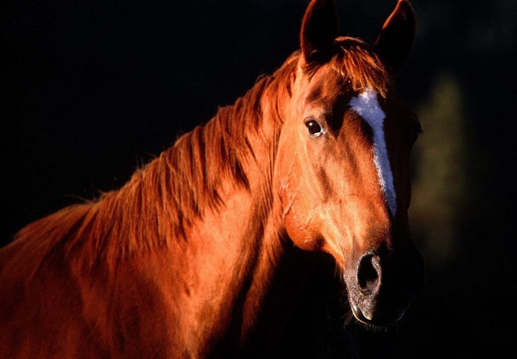 Sentido de los caballos