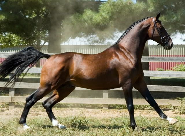 Caballo Hackney y estupendo trote