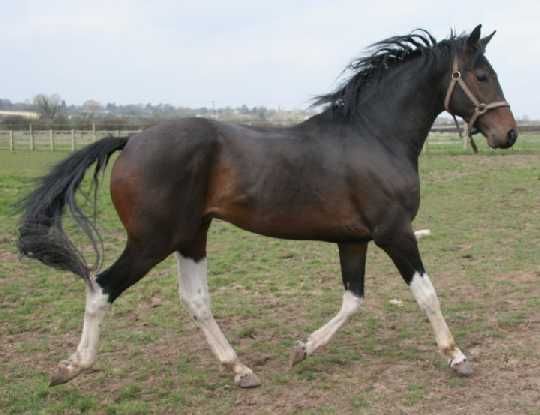 Caballo Wielkopolski