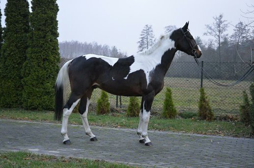 Caballo Wielkopolski