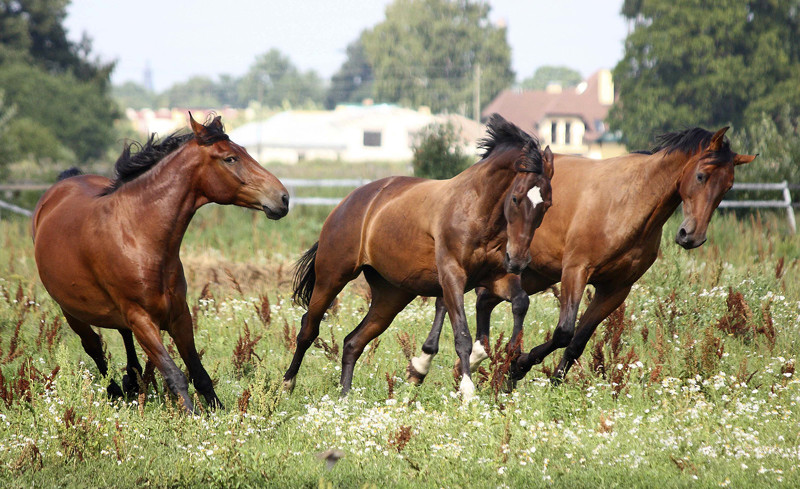 Limpieza del cotidiana del caballo