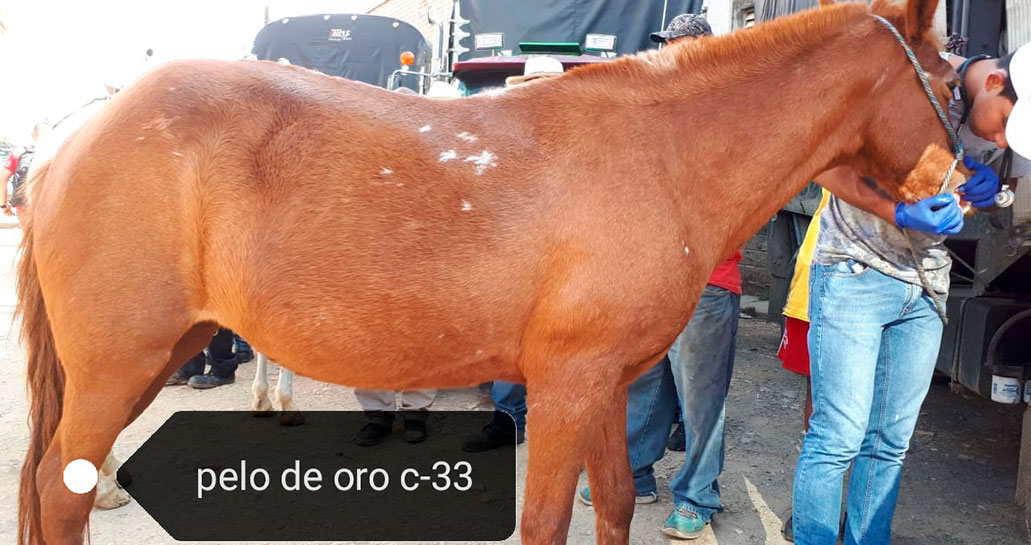 Adopción de caballos en el Valle de Aburrá