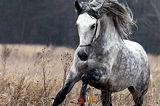 Trotón de Orlov el caballo criado para carreras