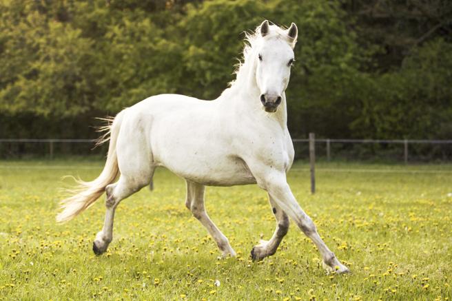 Alergia en los caballos