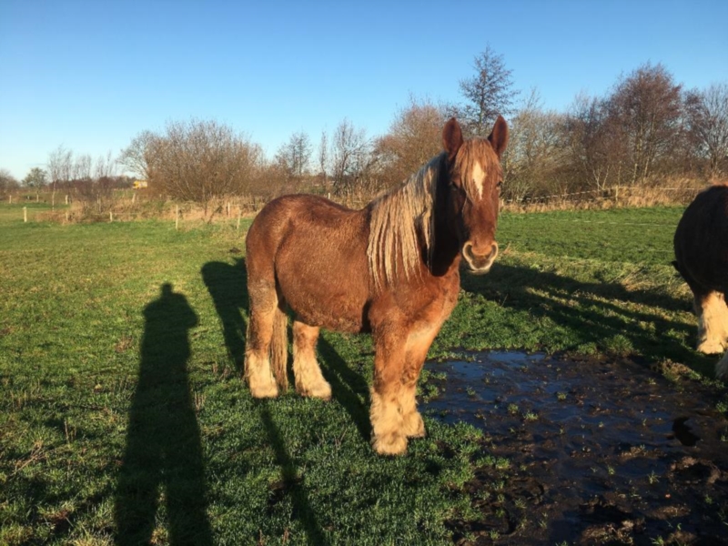 Caballo de jutlandia