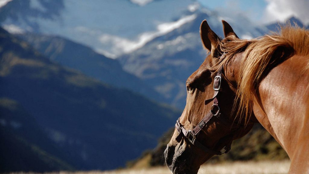 el caballo en la filosofía