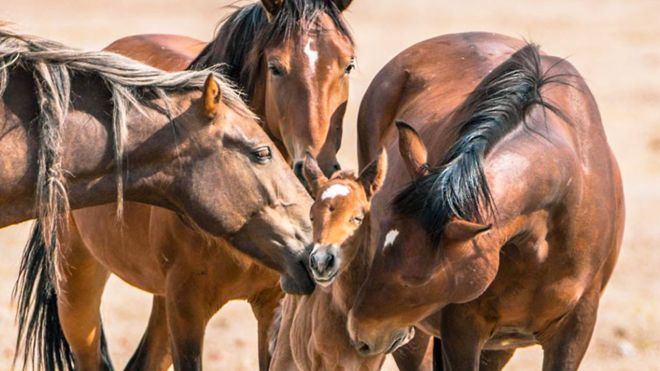 Importancia de la estimulación en los caballos