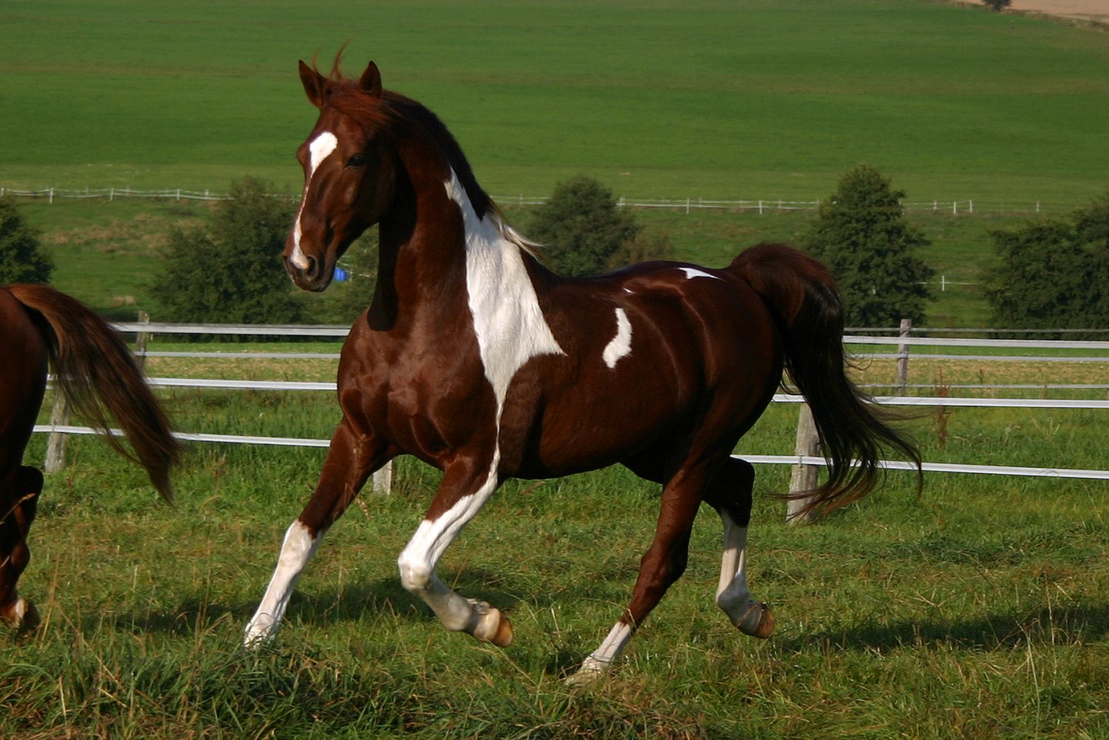 Lesiones tras caídas de caballo