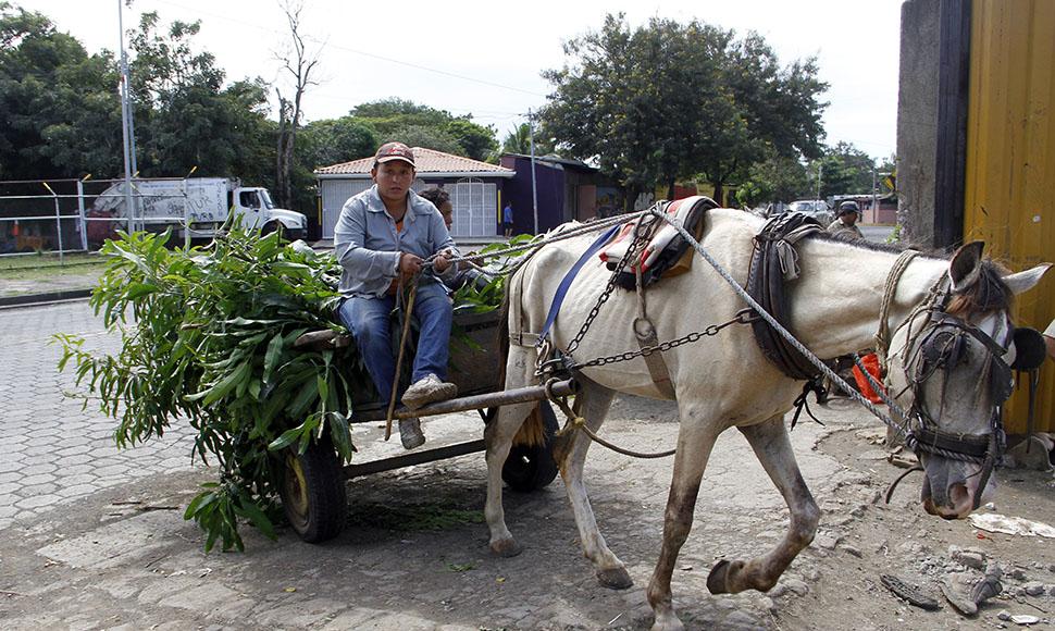 Maltrato y sobrecarga del caballo