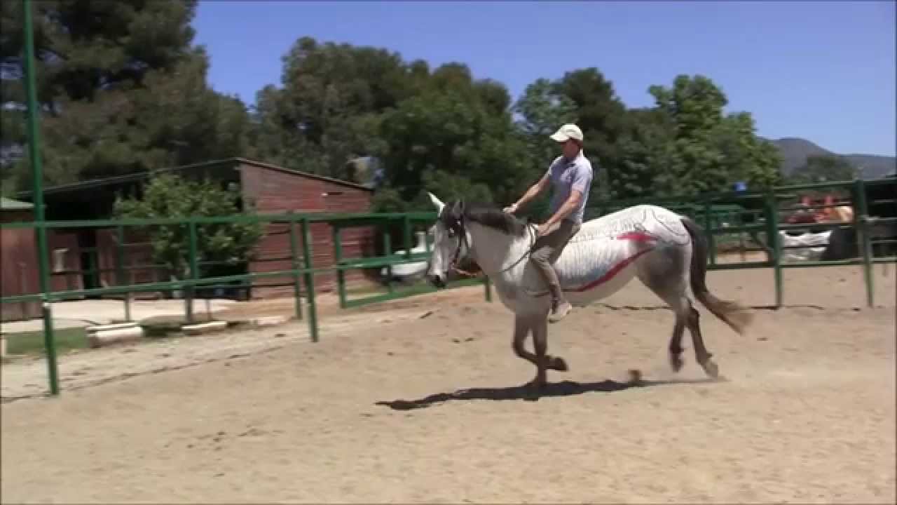 La impulsión en la equitación