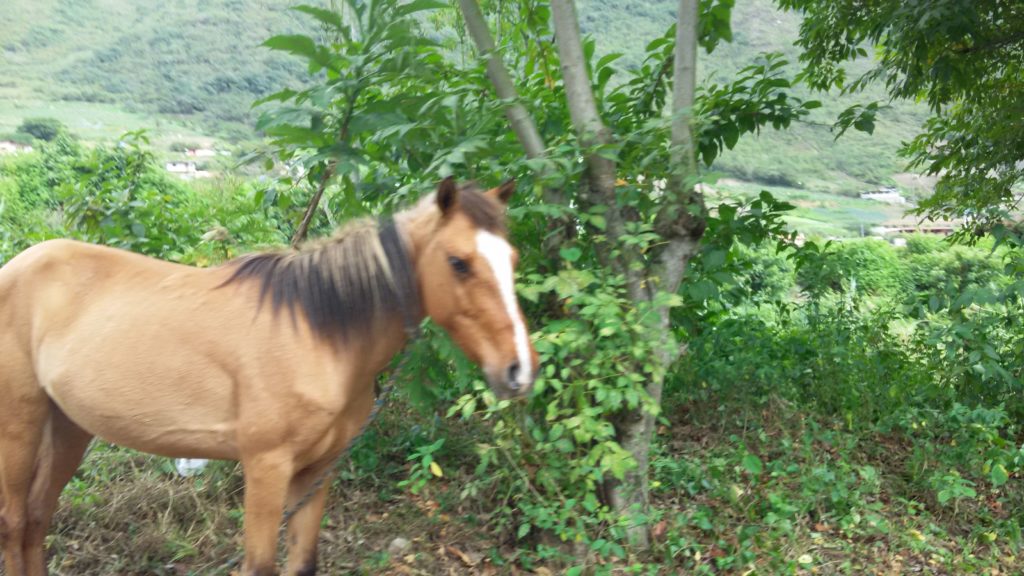Caballo en Escuque - Gustavo Mirabal